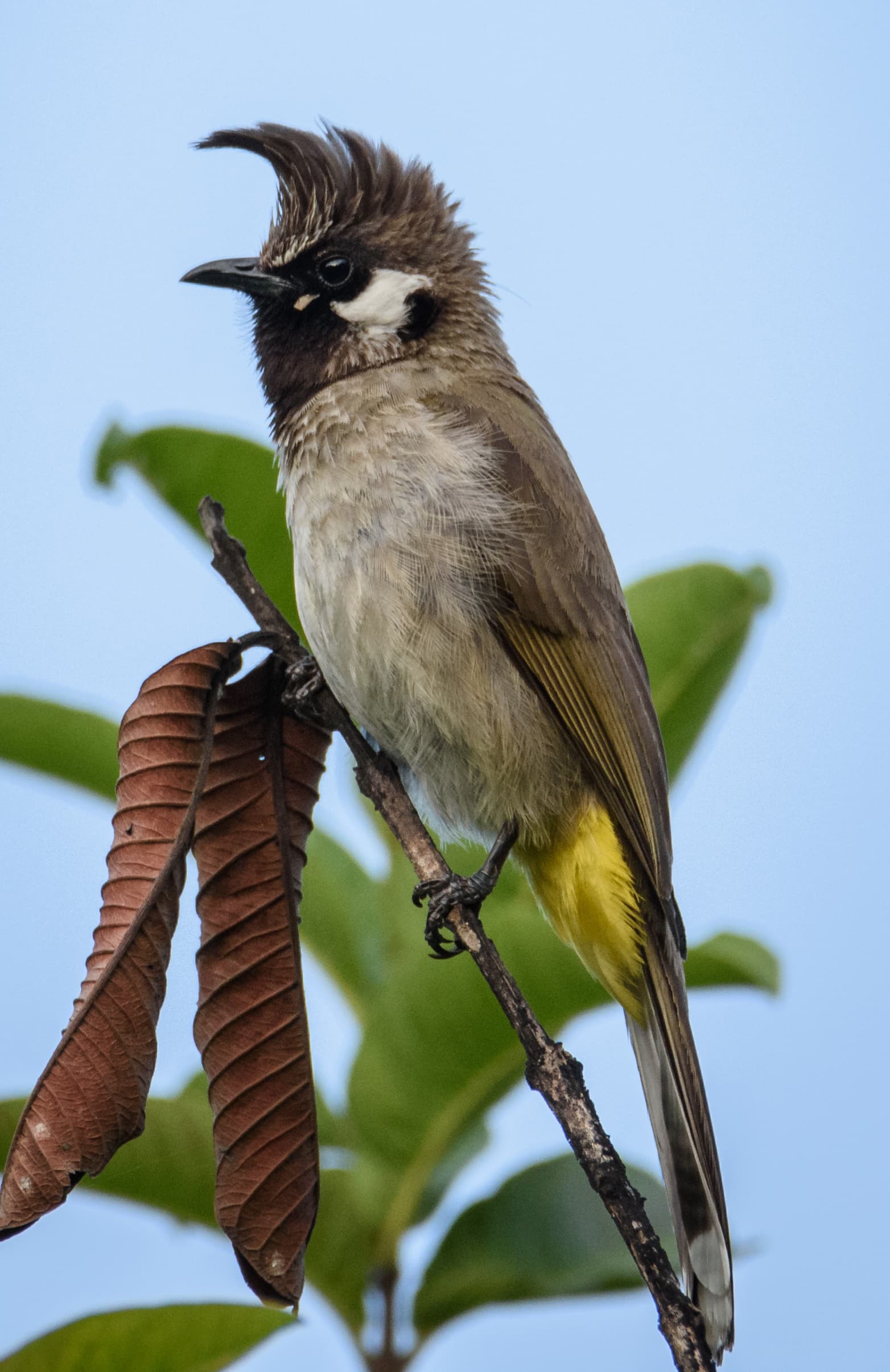 Morni Hills Bulbul