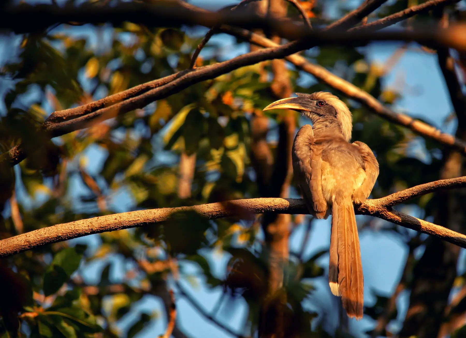 Indian Grey Hornbill