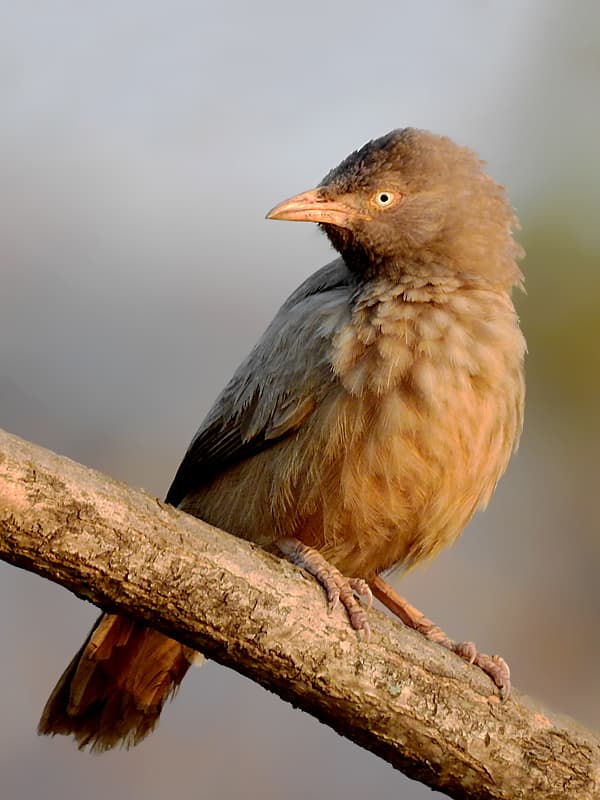 Jungle Babbler