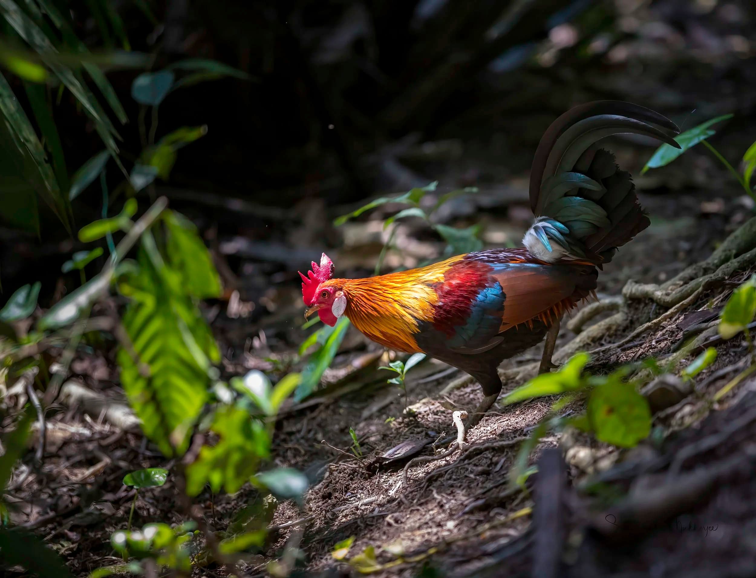 Red Junglefowl