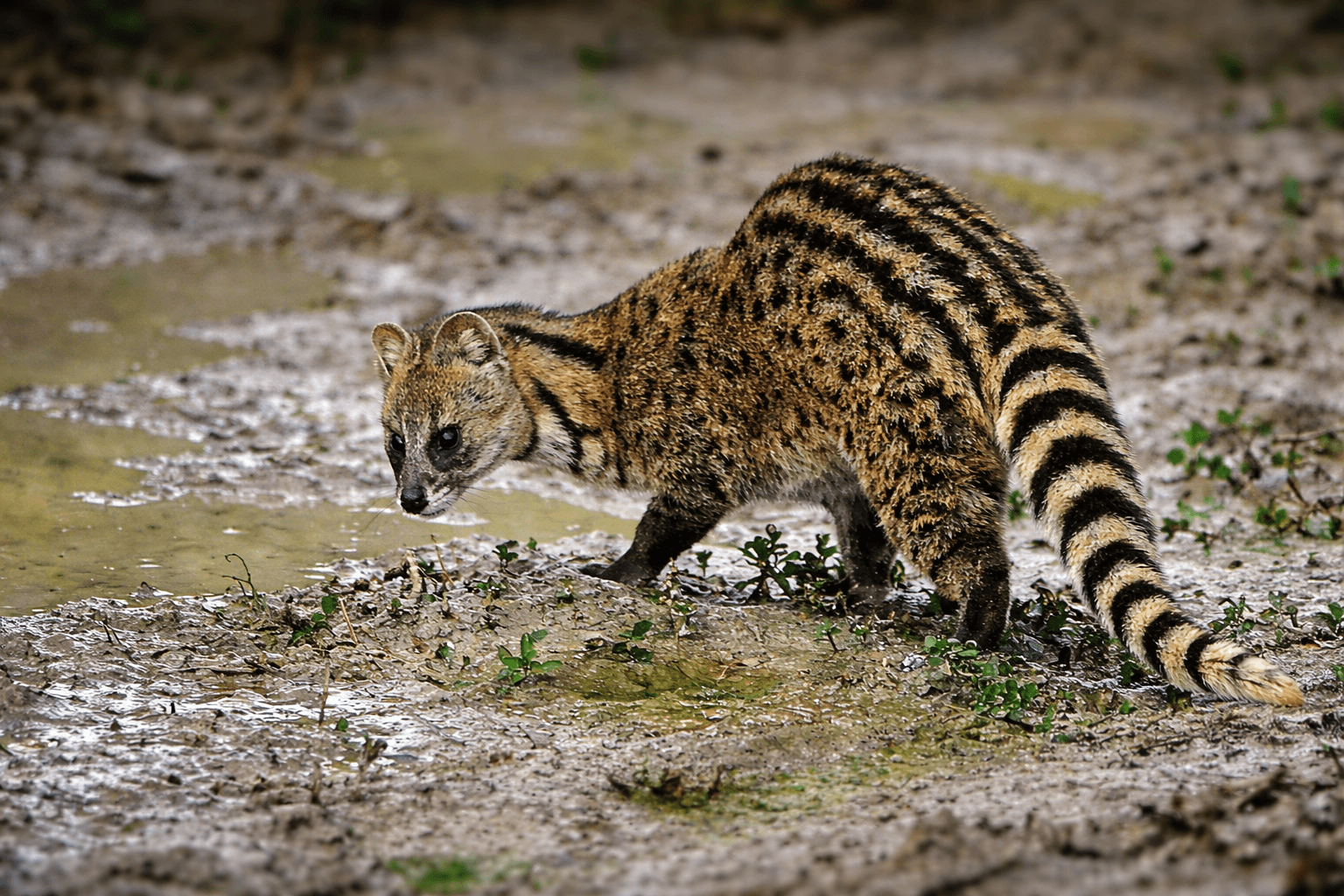 Small Indian Civet