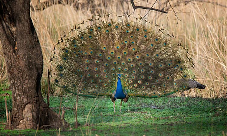 Common & Forest Birds